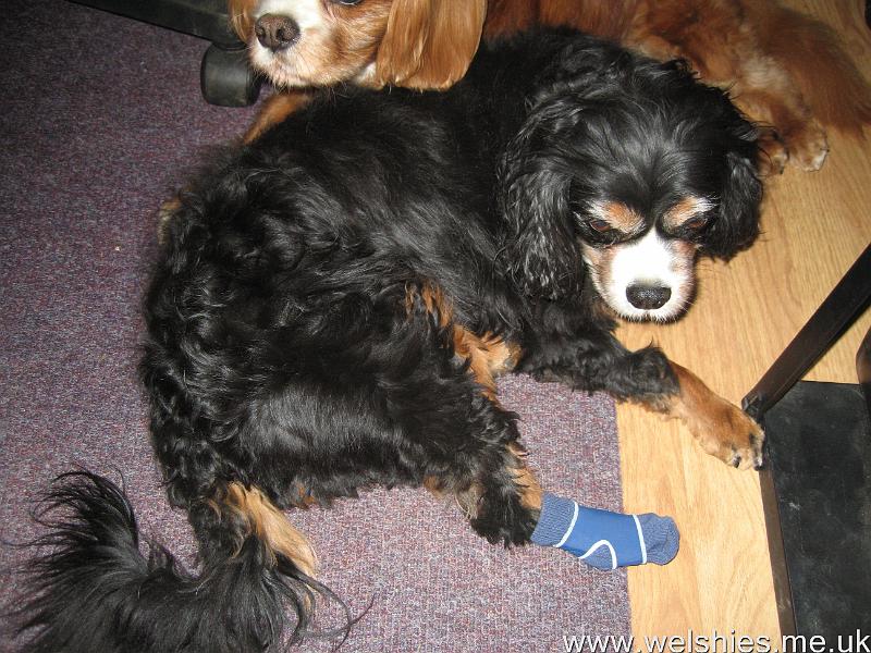 2011-04-22 02.JPG - Not approving of the sock that is stopping him scratching